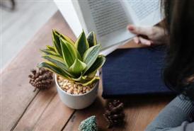  Bố trí bàn máy tính thông minh với những loại cây hút bức xạ