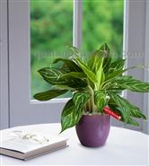 Cây Bạch mã hoàng tử để bàn làm việc cho người mệnh Hỏa