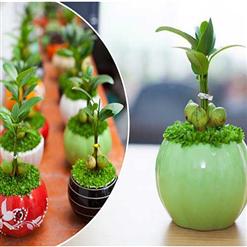 Tìm hiểu ngay bàn làm việc nên để cây gì?